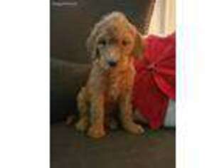 Goldendoodle Puppy for sale in Marysville, OH, USA
