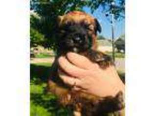 Soft Coated Wheaten Terrier Puppy for sale in Olathe, KS, USA
