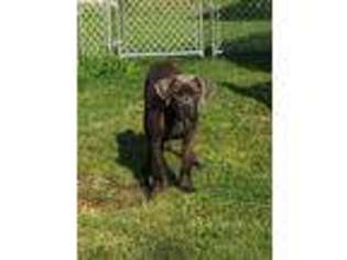 Cane Corso Puppy for sale in Peckville, PA, USA