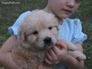 Golden Retriever Puppy for sale in Hamden, OH, USA