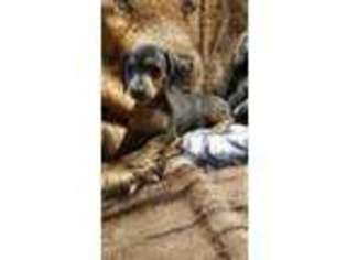 Dachshund Puppy for sale in Rocky Mount, VA, USA