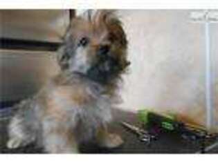 Mi-Ki Puppy for sale in Manhattan, KS, USA