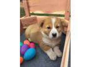 Pembroke Welsh Corgi Puppy for sale in West Plains, MO, USA