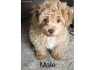 Mutt Puppy for sale in Stuarts Draft, VA, USA