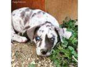 Catahoula Leopard Dog Puppy for sale in Mcclusky, ND, USA