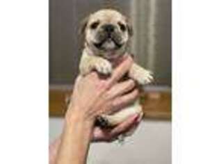 French Bulldog Puppy for sale in Hart, MI, USA