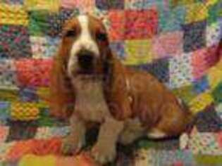 Basset Hound Puppy for sale in Comstock, NE, USA