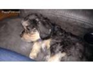 Medium Photo #1 Dandie Dinmont Terrier Puppy For Sale in Marion, IA, USA