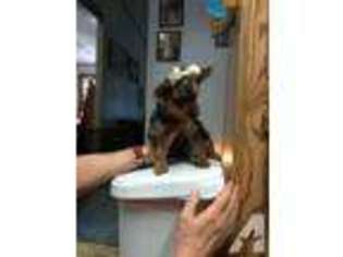 Yorkshire Terrier Puppy for sale in DENTON, TX, USA