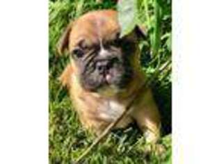 French Bulldog Puppy for sale in Kearney, MO, USA