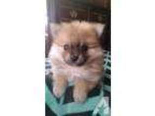 Pomeranian Puppy for sale in MADILL, OK, USA
