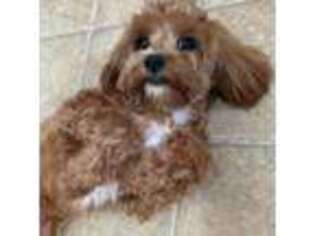 Cavapoo Puppy for sale in Millersville, MD, USA