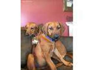 Rhodesian Ridgeback Puppy for sale in Rushville, OH, USA