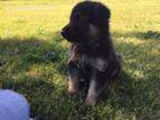 German Shepherd Dog Puppy for sale in Blackfoot, ID, USA