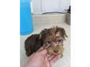 Yorkshire Terrier Puppy for sale in Washington, PA, USA