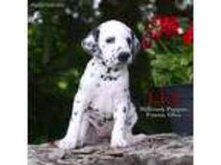 Dalmatian Puppy for sale in Coshocton, OH, USA