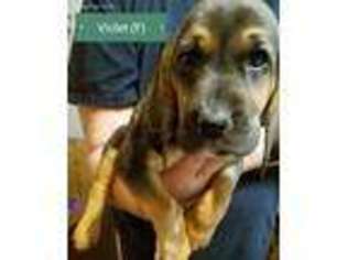 Bloodhound Puppy for sale in Centerburg, OH, USA