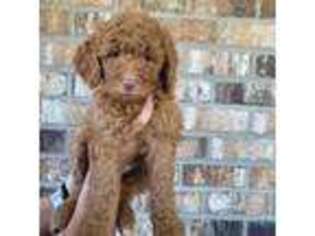 Goldendoodle Puppy for sale in Newberry, SC, USA