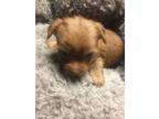 Yorkshire Terrier Puppy for sale in Durango, CO, USA