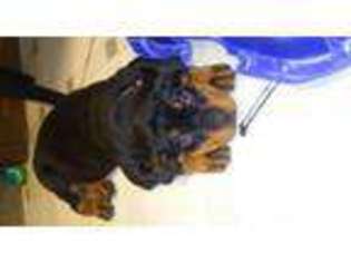 Rottweiler Puppy for sale in KANSAS CITY, MO, USA