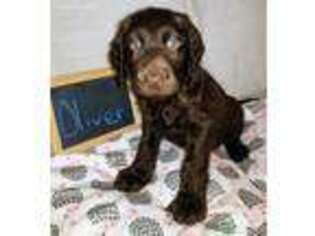 Labradoodle Puppy for sale in Middleburg, PA, USA