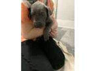 Great Dane Puppy for sale in Hampton, MN, USA