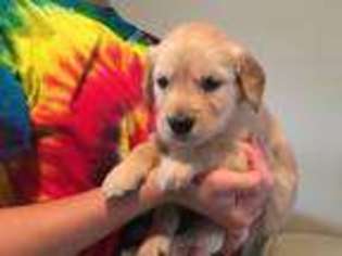 Golden Retriever Puppy for sale in Palmerton, PA, USA