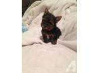 Yorkshire Terrier Puppy for sale in SAN CARLOS, CA, USA