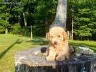 Mutt Puppy for sale in Tollesboro, KY, USA
