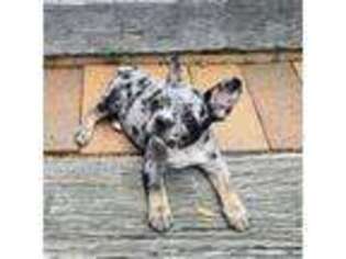French Bulldog Puppy for sale in Crab Orchard, TN, USA