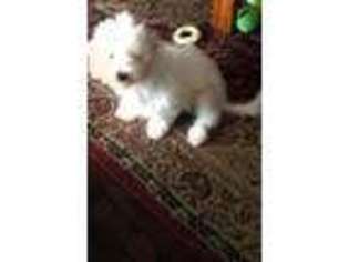 Coton de Tulear Puppy for sale in Kirkville, NY, USA