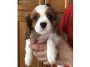 Cavalier King Charles Spaniel Puppy for sale in Harrisville, NY, USA