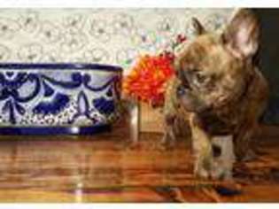 French Bulldog Puppy for sale in Los Banos, CA, USA