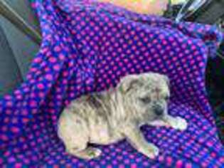 Olde English Bulldogge Puppy for sale in Glasgow, KY, USA