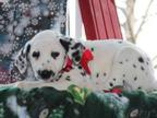 Dalmatian Puppy for sale in Millersburg, OH, USA