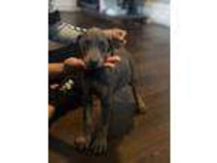 Doberman Pinscher Puppy for sale in Battle Creek, MI, USA