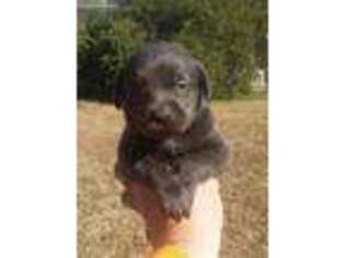 Labrador Retriever Puppy for sale in Castalian Springs, TN, USA