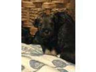 Mutt Puppy for sale in Crawley, WV, USA