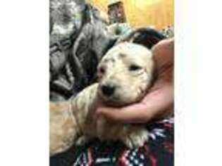 Mutt Puppy for sale in Water Valley, MS, USA