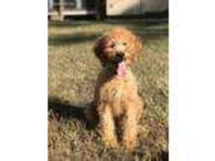 Goldendoodle Puppy for sale in Durham, NC, USA