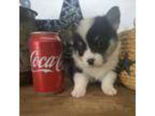 Pembroke Welsh Corgi Puppy for sale in White City, OR, USA