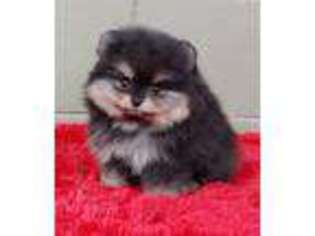 Pomeranian Puppy for sale in San Luis Obispo, CA, USA