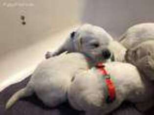 Labrador Retriever Puppy for sale in Bellville, TX, USA