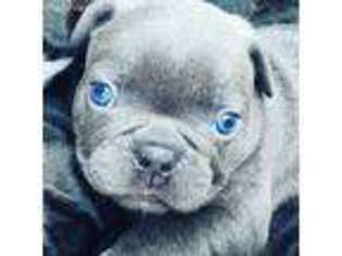 French Bulldog Puppy for sale in Royal Oak, MI, USA