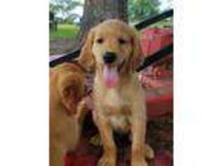 Golden Retriever Puppy for sale in Arabi, GA, USA
