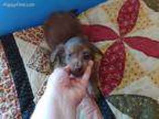 Dachshund Puppy for sale in Arab, AL, USA