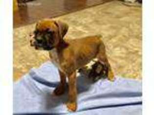 Boxer Puppy for sale in Richmond, VA, USA