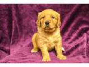 Golden Retriever Puppy for sale in Strasburg, CO, USA