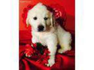 Mutt Puppy for sale in Herkimer, NY, USA