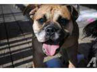 Bulldog Puppy for sale in RUTHER GLEN, VA, USA